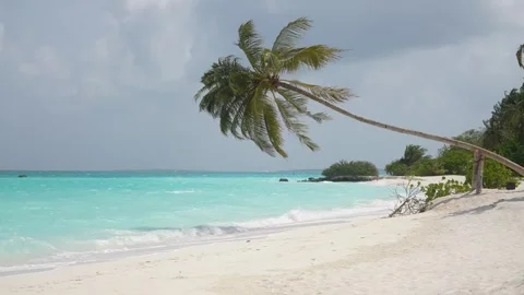 Palm trees on the beach sway in a strong wind in a storm Stock Footage 270738902