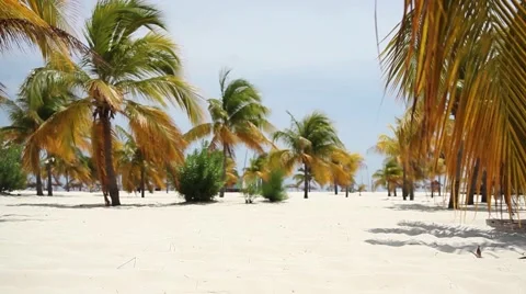 Palm trees on the beach white sand Stock Footage 49101888