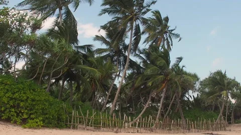 Palm trees by the beach on a windy day Stock Footage 153044619