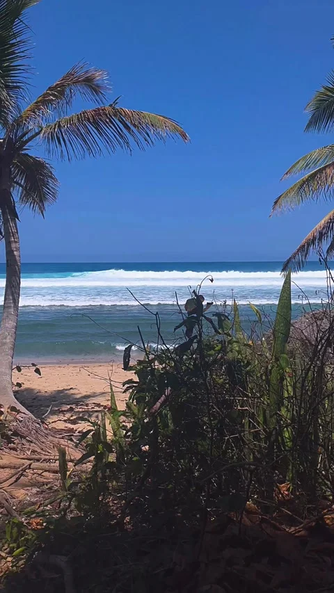 Palm trees on the beach,beach, palm, beach vibes, sea, ocean Stock Footage 237017880