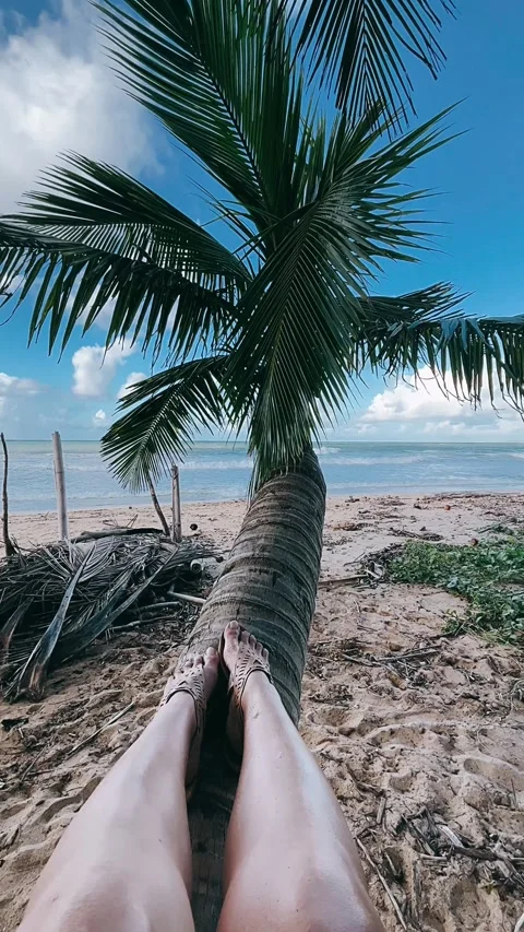 Palm trees on the beach,beach, palm, Stock Footage 227380106
