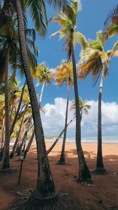 Palm trees on the beach,beach, palm, Stock Footage 233628285