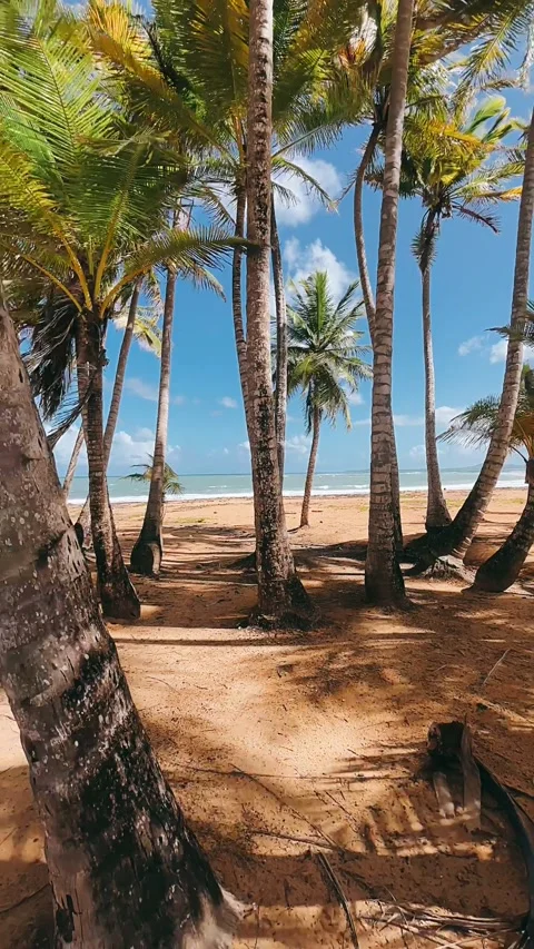 Palm trees on the beach,beach, palm, tree, tropical, sea Stock Footage 233741417