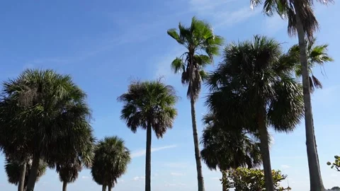Palm Trees Beachside In Florida Stock-Footage 168185067