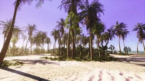 Palm trees on a beautiful beach イラスト素材
