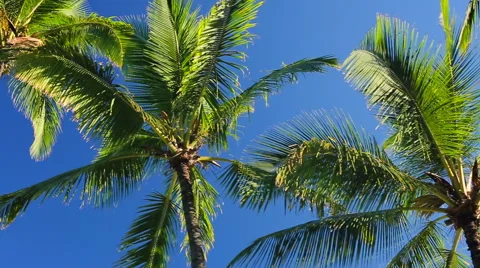 Palm Trees On a Beautiful Blue Sky Sunny Background in Paradise. Stockbeeldmateriaal 54144336