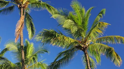 Palm Trees On a Beautiful Blue Sky Sunny Background in Paradise. Stock-Footage 54144528