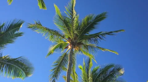 Palm Trees On a Beautiful Sunny Background in Paradise. Stock Footage 54143333