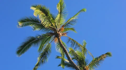 Palm Trees On a Beautiful Sunny Background in Paradise. Vidéo 54143366