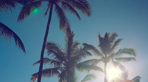 Palm Trees On a Beautiful Sunny Background in Paradise. 스톡 동영상 54143662