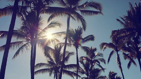 Palm Trees On a Beautiful Sunny Background in Paradise. 動画素材 54143822