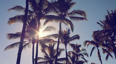 Palm Trees On a Beautiful Sunny Background in Paradise. 库存影片 54144080