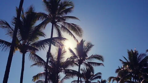 Palm Trees On a Beautiful Sunny Background in Paradise. 스톡 동영상 54144511