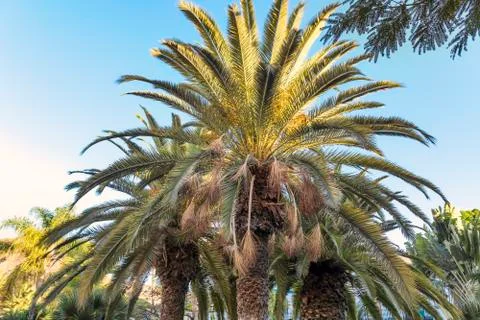 Palm trees on the beautiful sunset background Stock Photos