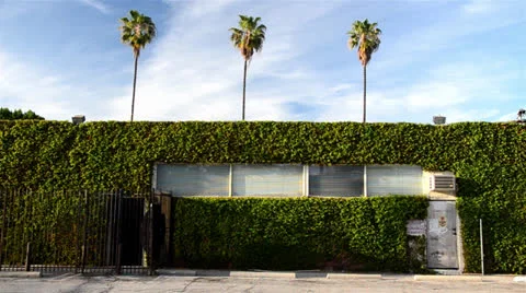 Palm trees behind ivy wall with back entrance Stock Footage 25967123