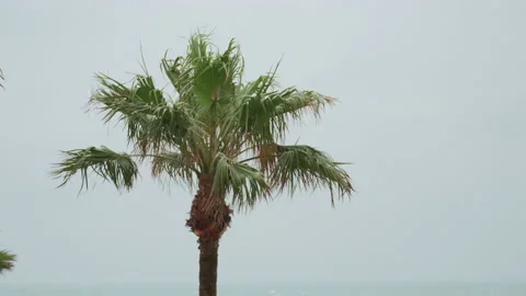 Palm trees being blown by winds in storm or hurricane. Slow motion Stock Footage 237633987