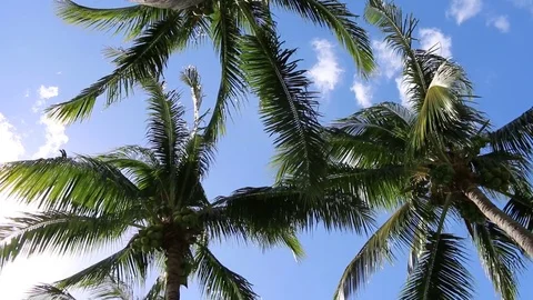 Palm Trees From Below 動画素材 81508713