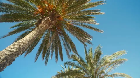 Palm Trees From Below Stock Footage 237425472