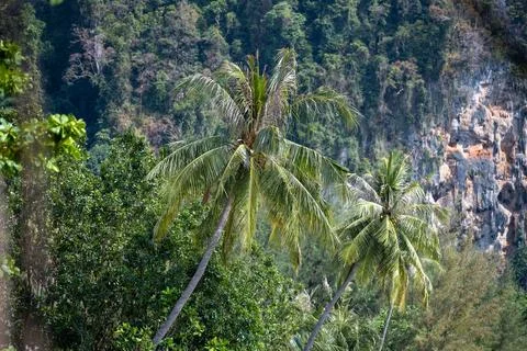 Palm trees below limestone cliffs at Ao Nang Фото