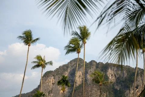 Palm trees below limestone cliffs at Klong Muang Beach 스톡 사진