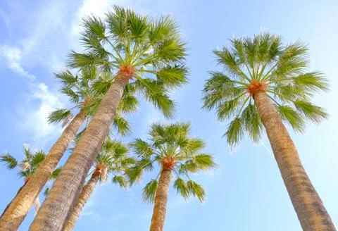 Palm trees from below Stock Photos