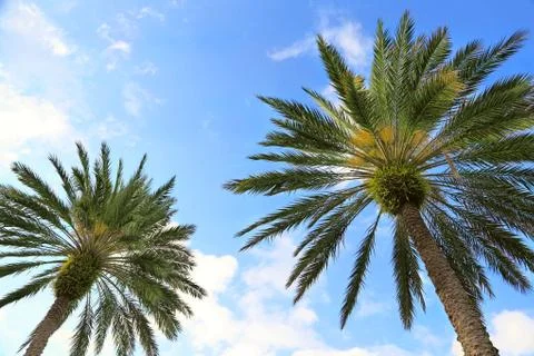 Palm Trees From Below Stock Photos
