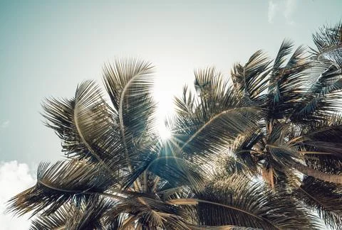 Palm trees from below Stock Photos