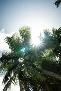 Palm trees from below Stock Photos
