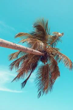 Palm trees from below Stock Photos