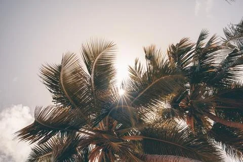 Palm trees from below Stock Photos