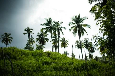 Palm trees from below Stock Photos