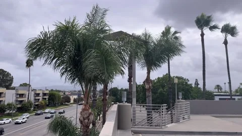 Palm trees bend in strong wind over a street in Los Angeles Video stock 347620465