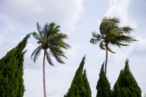Palm trees bend in the wind Stock Photos