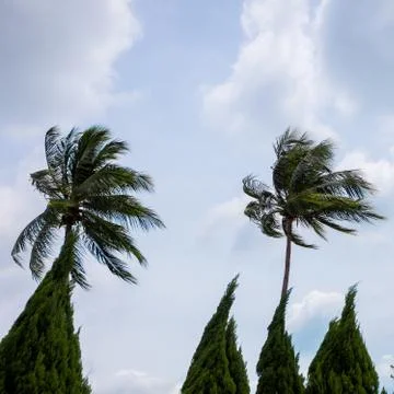 Palm trees bend in the wind. Square Stock Photos