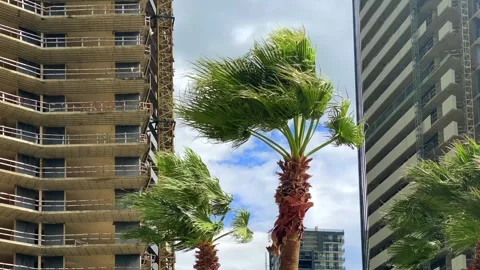 Palm trees bending in low angle view between high-rise buildings Stock Footage 345361699