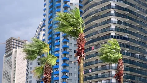 Palm trees bending in wind, low-angle view beside residential towers Stock Footage 345361698