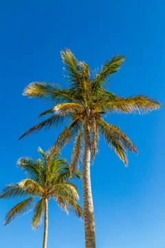 Palm Trees in Bermuda Stock Photos