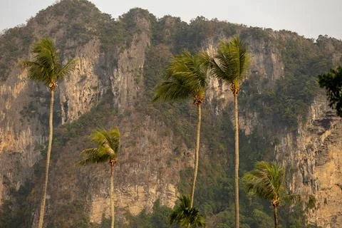 Palm trees beside limestone cliffs in Krabi Thailand Foto stock