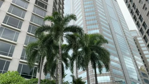 Palm Trees Beside Modern High Rise Buildings Stock Footage 346665206