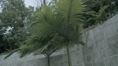 Palm Trees Beside Stone Wall in Tropical Sunshine Coast Garden, Australia Stock Footage 341314203
