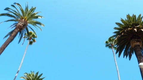 Palm trees at Beverly Hills Stock Footage 94382239