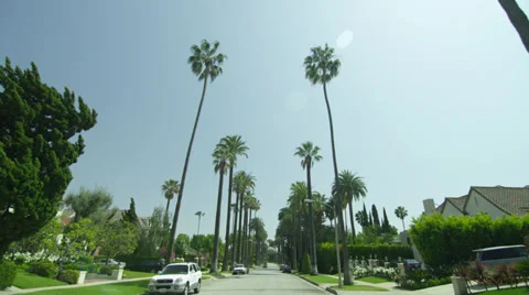 Palm Trees in Beverly Hills Los Angeles California vacation beautiful driving 4K 動画素材 37664309