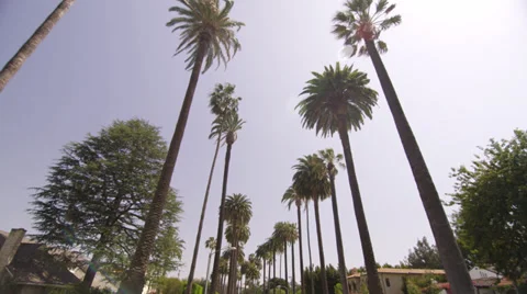 Palm Trees in Beverly Hills Los Angeles California vacation beautiful driving 4K Video stock 37675240
