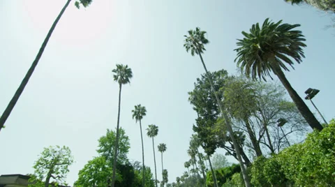 Palm Trees in Beverly Hills Los Angeles California vacation beautiful driving Видео 37926254