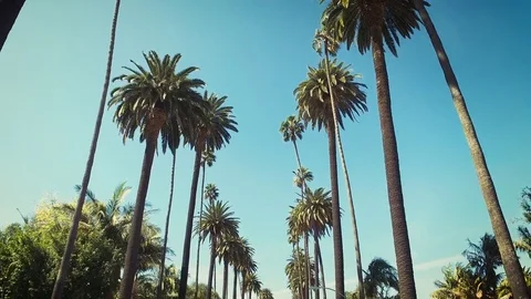 Palm trees on Beverly Hills. Los Angeles, California.  Clear summer sky. Stock Footage 83392452