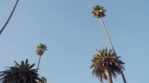 Palm trees in beverly hills, los angeles Stock Footage 84186081