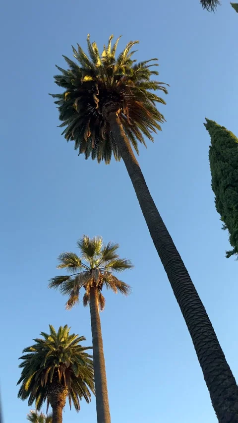 Palm Trees In Beverly Hills (Vertical) Stock-Footage 248482803