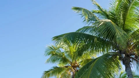 Palm trees with big leaves in front of the blue sky Stock Footage 176988744