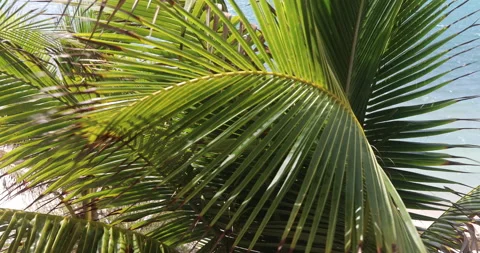 Palm Trees In Big Wind And Sun Stock Footage 155126045