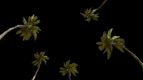Palm trees on a black background Stock Footage 74626580